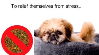 Important Signs Of Anxiety In Pekingese Dogs: Common Anxiety, Fear and Stress Signs In Pekingese Dog