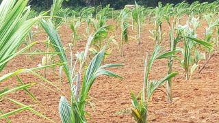 అమలాపురంలో 1 ఎకరం కొబ్బరి తోట అమ్మబడును | 1 Acre Coconut Land  For Sales | Lockdown Time Cheap Lands