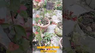 মহারানী বাগান বিলাস ফুল গাছ #shortvideo #মহারানী বাগান বিলাস ফুল গাছ #viral #ma nursery