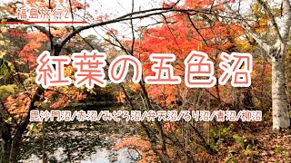 【紅葉の五色沼】2023年秋。紅葉の福島・五色沼を訪れました。毘沙門沼・赤沼・みどろ沼・弁天沼・るり沼・青沼・柳沼と巡っています【お出かけvlog】