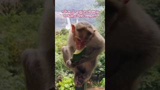 വിശപ്പാണ് ഈ ലോകത്തിലെ ഏറ്റവും വലിയ വികാരം #wild #life monkey #hungry #athirapilly #waterfalls