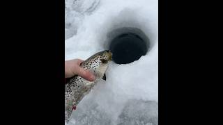 Salmon One after the other today#fishing#icefishing#fish#nature #animals#fyp#beautiful#trout#2025