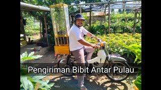 Cara Membuat Packing Pengiriman Bibit Alpukat Miki atau Alpukat cipedak