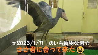 ☆2023/1/11☆のいち動物公園　ハシビロコウのささ君に会って来た🎶