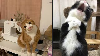 Try Not To Laugh 🤣 New Funny Cats  😹 - MeowFunny Par 37