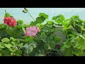 pelargonium 우리집에 맞는제라늄 제라늄이름 알아보기