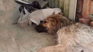 The mother dog milked and protected her newborn puppies until her last breath in the abandoned house