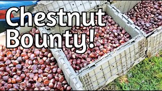 Chestnut Harvest 2024!