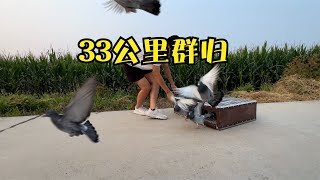 33公里训放，29只鸽子三十分钟整群到家，下一站准备跟车训放咯