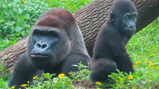 金剛寶寶Ringo愛追著哥哥跑🦍👶Baby gorilla Ringo loves to chase his brother