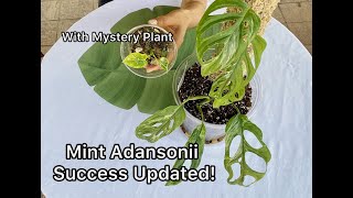 Mint Adansonii Success Updated with Mystery Plant