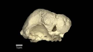 Triopticus - Triassic archosauriform - braincase \u0026 brain endocast