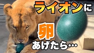 【想定外】ライオンにエミューの卵をあげたら、大変な事態に・・・If you give an emu egg to a lion