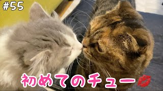 【子猫が来て20、21日目】チュールで鼻チューしちゃいました！