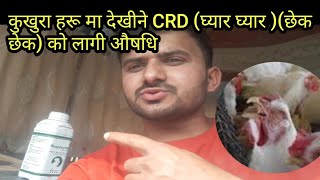 कुखुरा देखीने CRD (घ्यार घ्यार)(छेक छेक )रोग को समाधान/लोकल कुखुरा पालन नेपाल/Santosh Adhikari