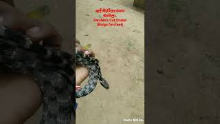 ලේ මාපිලා/නාග මාපිලා Forsten's Cat Snake