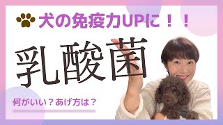 犬が乳酸菌を食べてもOK？効果は？メリットや注意点をわかりやすく紹介！