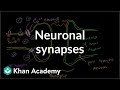 Neuronal synapses (chemical) | Human anatomy and physiology | Health & Medicine | Khan Academy