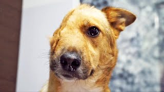 El perro que perdió media cara - La increíble recuperación de SKY