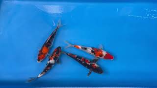 Elite Koi Band Auction - Kase Showa's