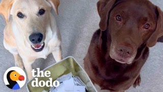 Chocolate Lab Is Obsessed With His Activity Jar | The Dodo