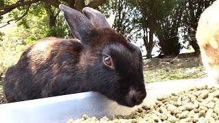 【大久野島/兔子島】黒うさぎがカッコ良すぎる！｜Rabbit Island in Japan