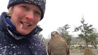 Sparrowhawk and snow