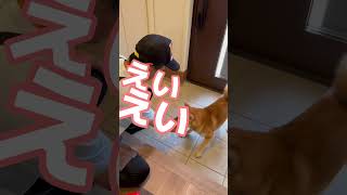 柴犬のとん君。やる気満々のえいえいおー！掛け声が可愛すぎる❣️#柴犬とん