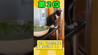 可愛すぎるネッコ動画見て癒されたら寝ろｗｗｗ  #2ch動物スレ #2ch #動物