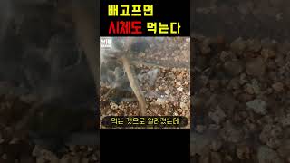 Diving beetle is eating even a carcass #멸종위기종 #caterpillar #물장군 #물방개 #insect #mukbang #애벌레 #hib