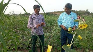 પ્રકાશ પિંજર અને એલો સ્ટીકર ના ફાયદા