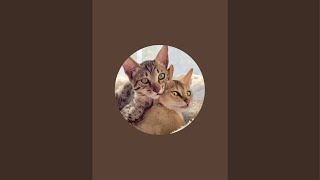 Break with cats 🐈 6 August Livestream