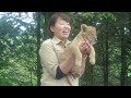 富士サファリパーク 赤ちゃんライオンのミルクタイム♪