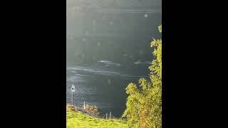 Wenn der Fjord kocht am Dalsfjord in Norwegen