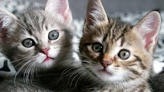 Cute Cat Funny Shorts Compilations 2022🤣|| Cat Videos😍🥰😘|| Funny Animals Part 182 || Piggi World
