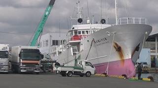 ３月３日　第３２福久丸(Fukukyu maru)のマグロツリー(Tuna tree)