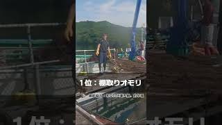 海上釣堀の網を交換 #shorts #海上釣堀 #海上釣り堀