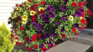 Calibrachoa mini petunia