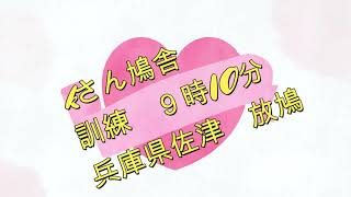 kさん鳩舎　訓練9時10分　兵庫県佐津　放鳩　2022/03/11