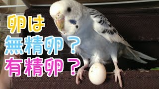 セキセイインコの卵は無精卵か有精卵か？