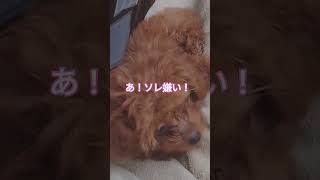 マグさんの「絶対痛がらないブラッシング」試してみた🐩トイプードルのベルちゃんです🐾