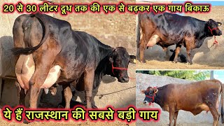 20 से 35 लीटर दूध की टॉप की गाय बिकाऊ,दूध नाप के खरीदो राजस्थान के हीरे | Highmilking Cows for sale