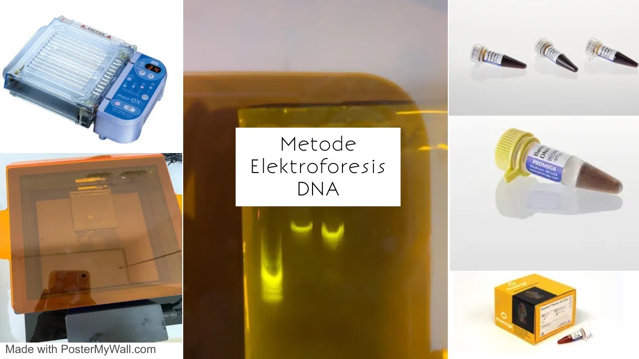 Metode Elektroforesis DNA - YouTube