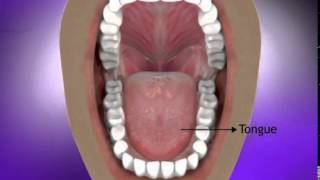 Mouth Mechanical Digestion