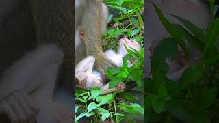 Best Video of Sweetie adorable! So much sweetie and Lovely AdorableEp#2140 #monkey #newbornbaby