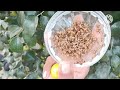 बेर में कीड़ा क्यों लगता । बेर में फल मक्खी का नियंत्रण कैसे । how to control fruit fly in ber plant