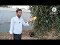 बेर में कीड़ा क्यों लगता । बेर में फल मक्खी का नियंत्रण कैसे । how to control fruit fly in ber plant