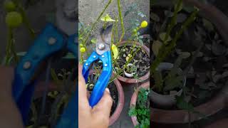 Lemon Plant Pruning Season #kitchengardening