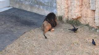 多摩動物公園のライオンにちょっかいを出しスリルを味わうカラス