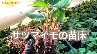 【芋の産地直送】サツマイモの苗つくり　　タネのハシモト